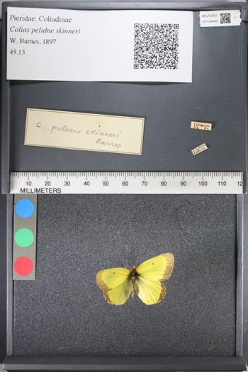 Media type: image;   Entomology 124446